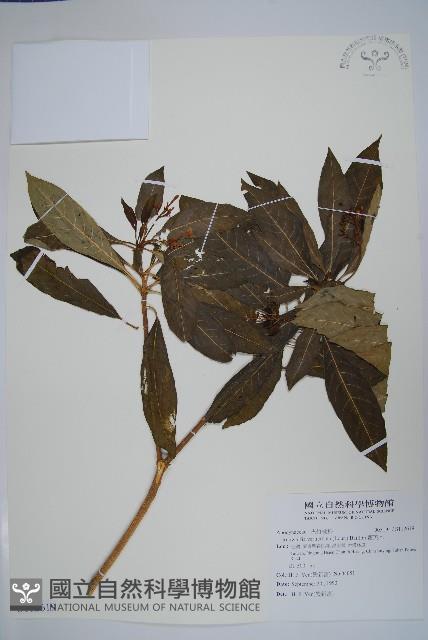 蘿芙木藏品圖，第1張