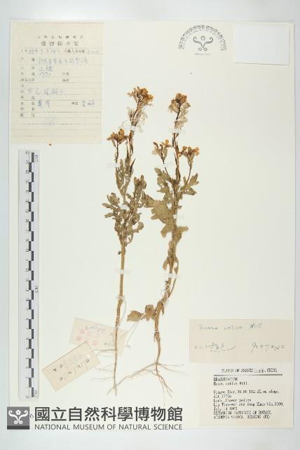 芝麻菜藏品圖，第1張