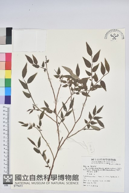 毛蕊花藏品圖，第1張