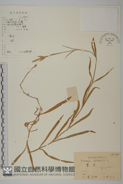 瞿麥藏品圖，第1張