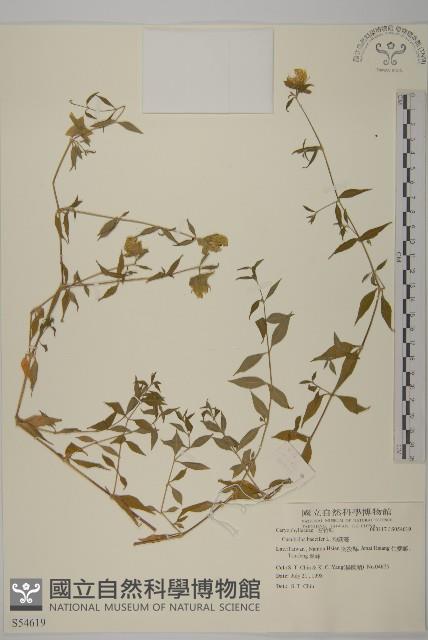 狗筋蔓藏品圖，第1張