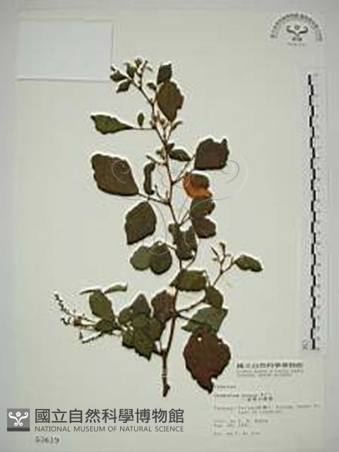 波葉山螞蝗藏品圖，第1張