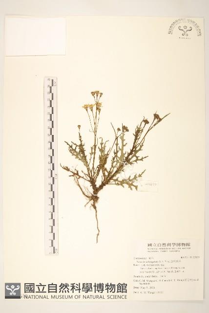 台東黃菀藏品圖，第1張