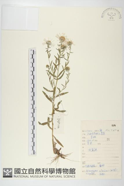 阿爾泰狗哇花藏品圖，第1張