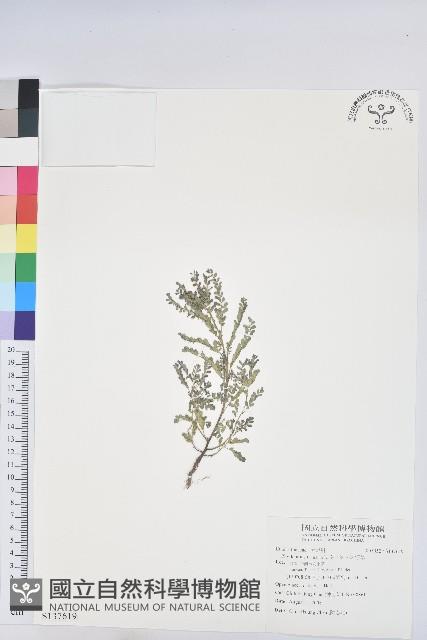 葉下珠、珠仔草藏品圖，第1張