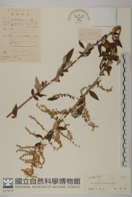 魁蒿藏品圖，第1張