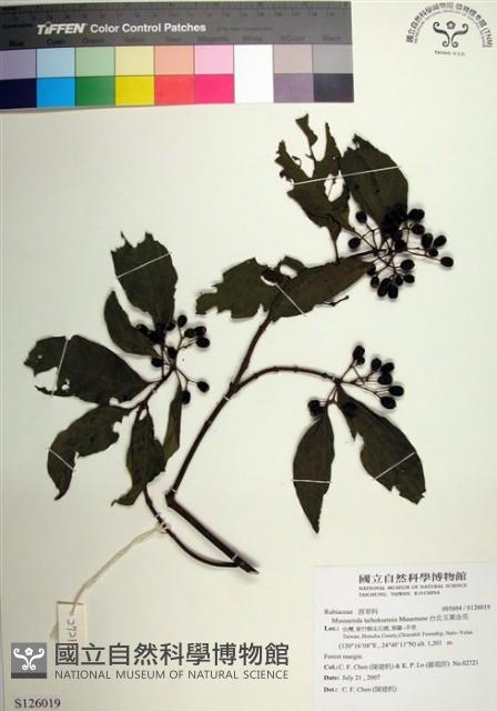 台北玉葉金花藏品圖，第1張