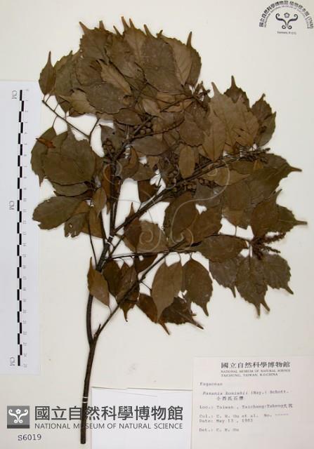 油葉石櫟藏品圖，第1張