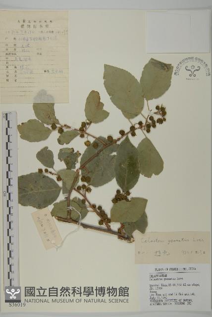 哥蘭葉藏品圖，第1張