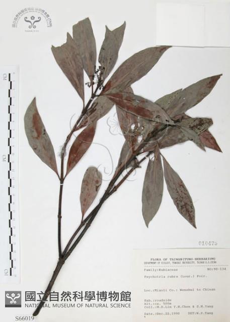 九節木、牛屎烏、青龍吐霧藏品圖，第1張