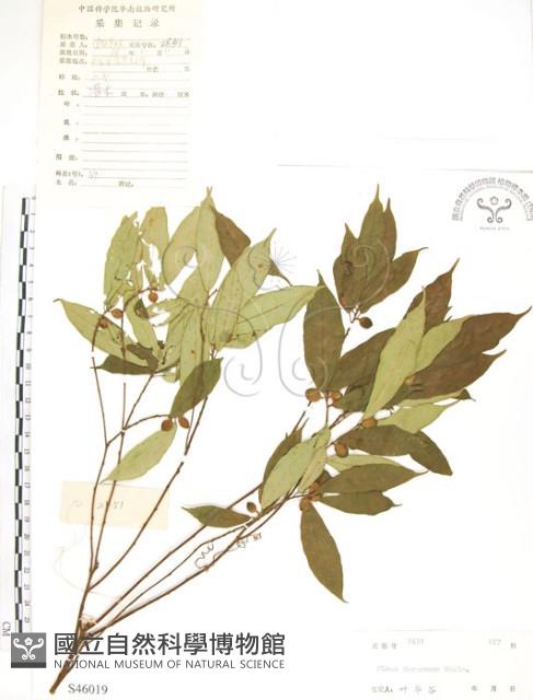 天仙果、臺灣榕藏品圖，第1張