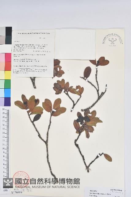 莢迷葉越橘藏品圖，第1張