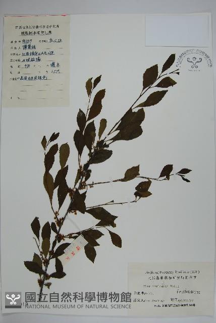 鼠李冬青、滿樹星藏品圖，第1張