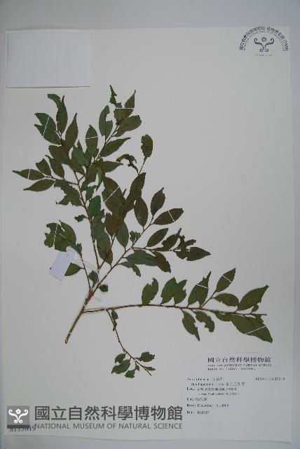 早田氏冬青藏品圖，第1張