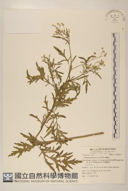 銀膠菊藏品圖，第1張