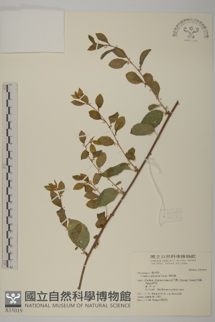 南蛇藤藏品圖，第1張