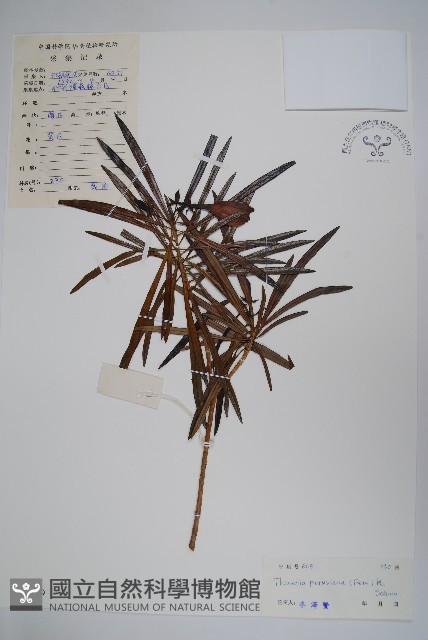 黃花夾竹桃藏品圖，第1張