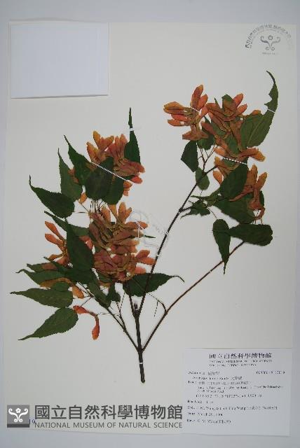 尖葉槭藏品圖，第1張