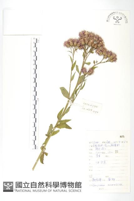 草地風毛菊藏品圖，第1張