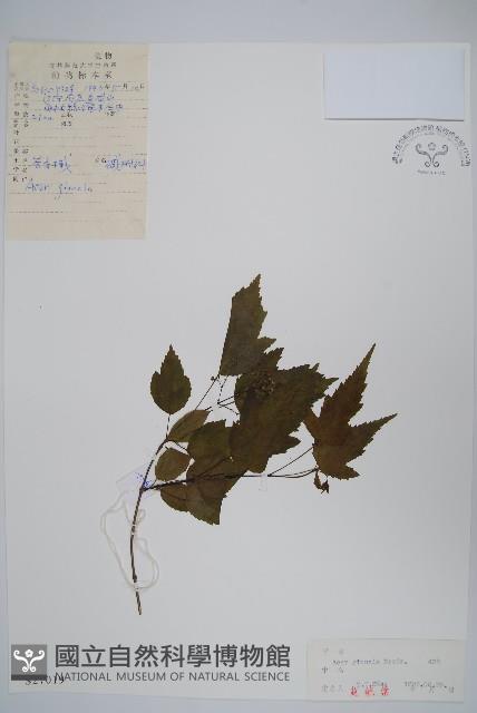 華北茶條槭藏品圖，第1張