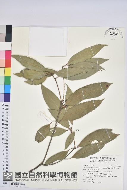 捲斗櫟藏品圖，第1張