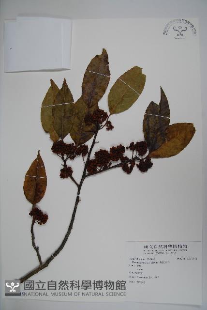 朱紅水木藏品圖，第1張