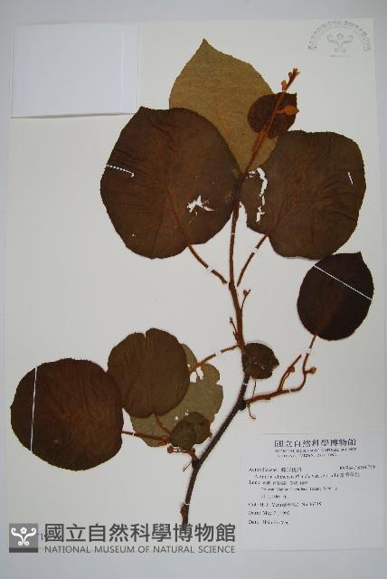 臺灣羊桃藏品圖，第1張