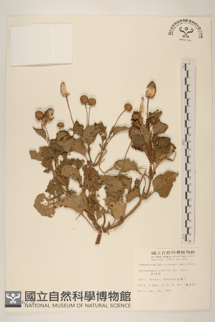 金鈕扣、鐵拳頭藏品圖，第1張