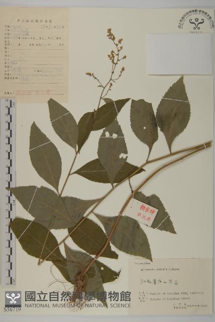 珍珠蒿、奇蒿藏品圖，第1張