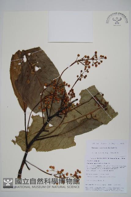 錐序水東哥藏品圖，第1張