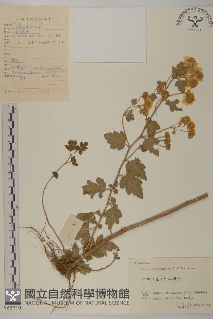 油菊、野菊藏品圖，第1張