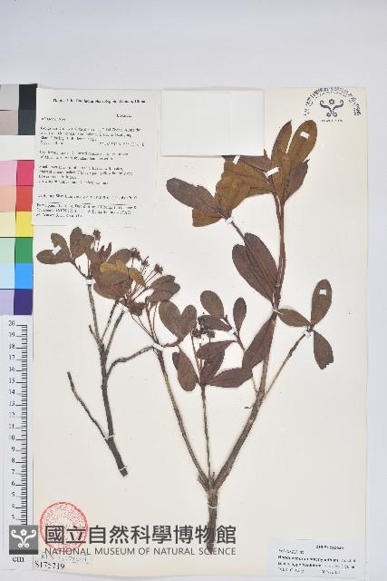 綠柱短花杜鵑藏品圖，第1張