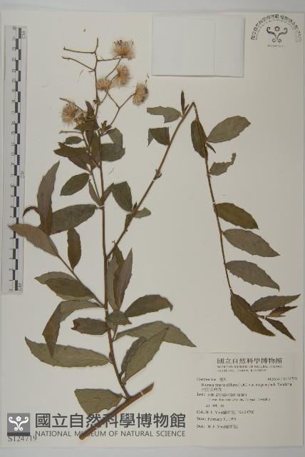 大頭艾納香藏品圖，第1張