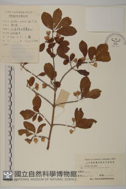 西南衛矛藏品圖，第1張