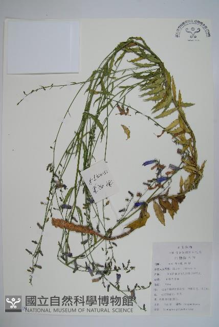 石沙參藏品圖，第1張