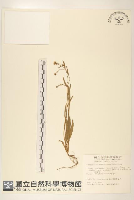 刀傷草藏品圖，第1張