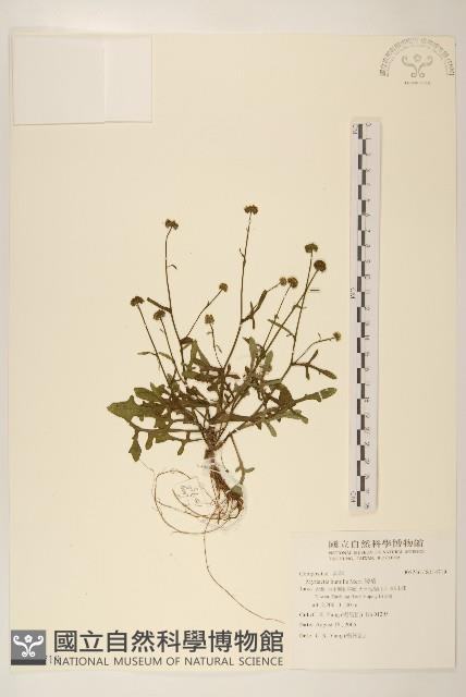 矮菊藏品圖，第1張