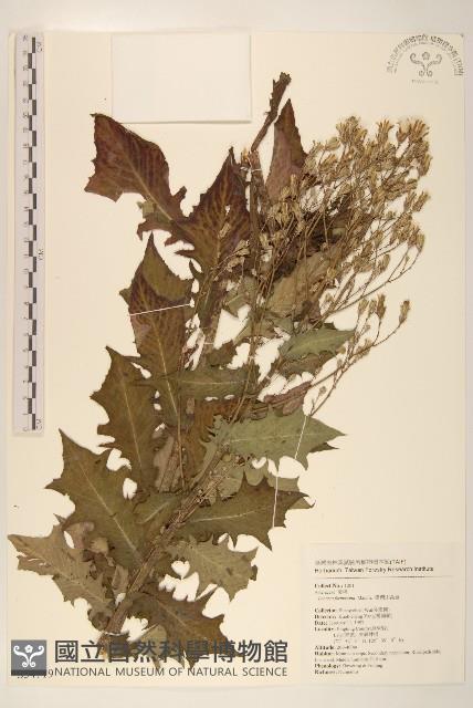 臺灣山苦苣藏品圖，第1張