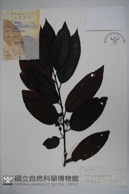 廣東冬青藏品圖，第1張