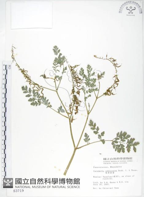 彎果黃菫藏品圖，第1張