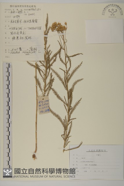 洋蓍草、千葉蓍藏品圖，第1張