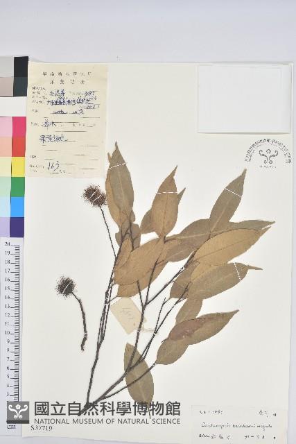 大葉苦櫧藏品圖，第1張