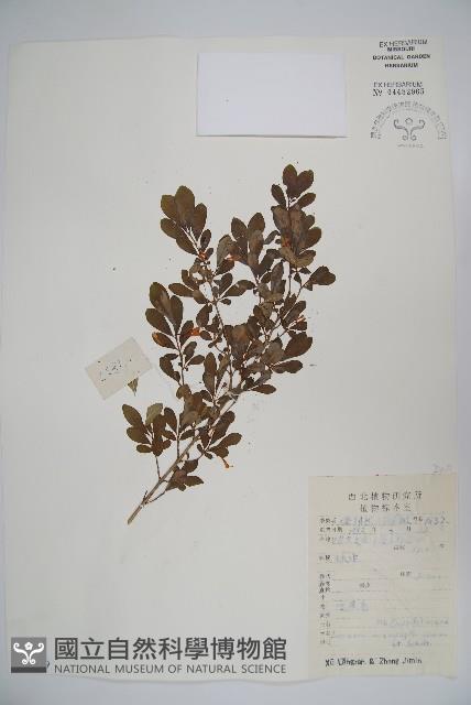 小葉忍冬藏品圖，第1張