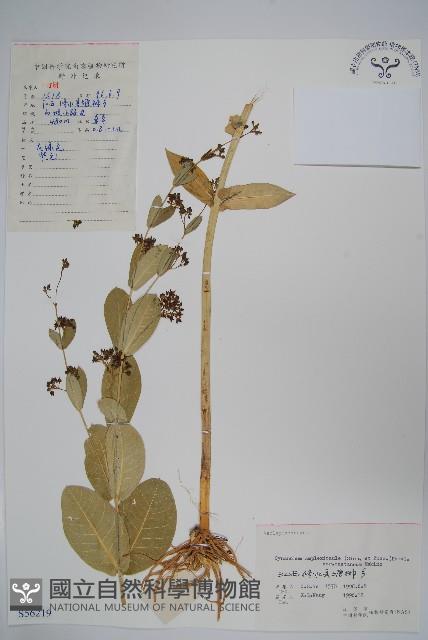 紫花合掌消藏品圖，第1張