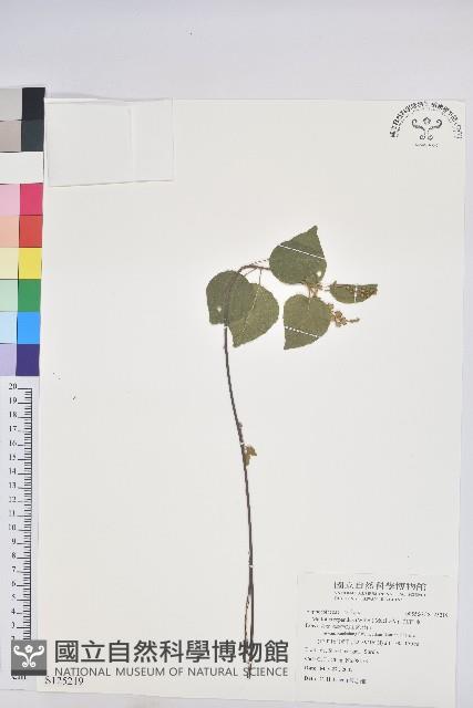 扛香藤藏品圖，第1張