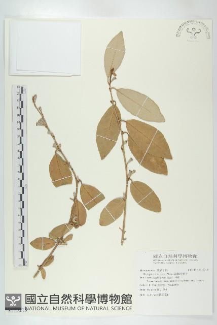 臺灣胡頹子藏品圖，第1張