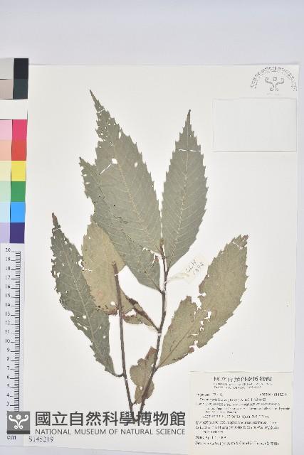 印度苦櫧藏品圖，第1張