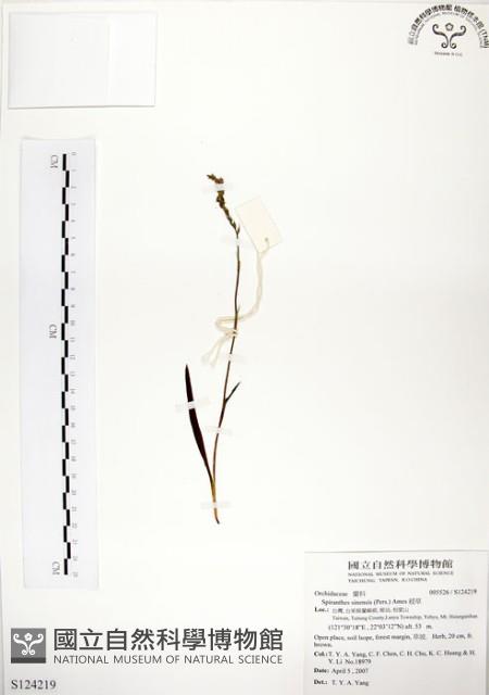 綬草藏品圖，第1張