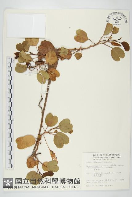 馬鞍藤藏品圖，第1張