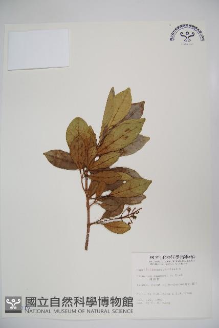 珊瑚樹藏品圖，第1張